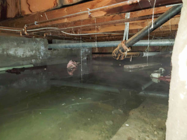 Best Flood damage cleanup  in Upper Fruitland, NM